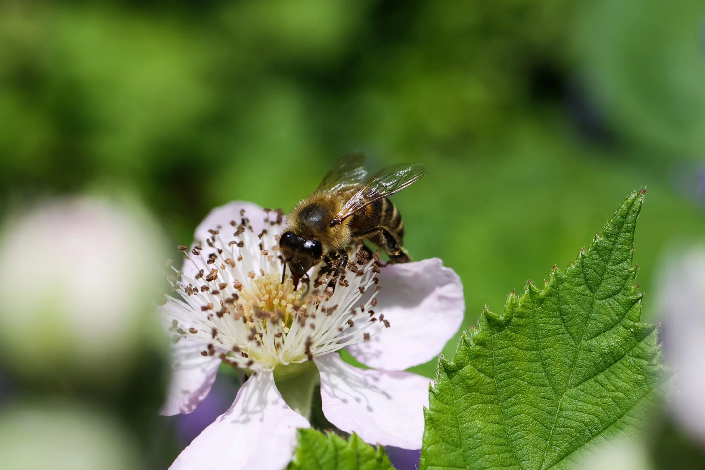 PNW Raw Honey ~Blackberry