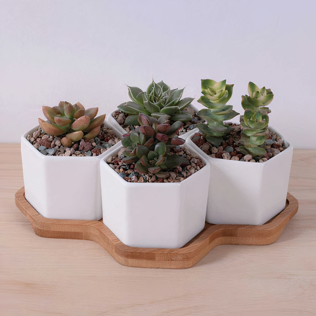 Beehive Planter - Ceramic & Bamboo