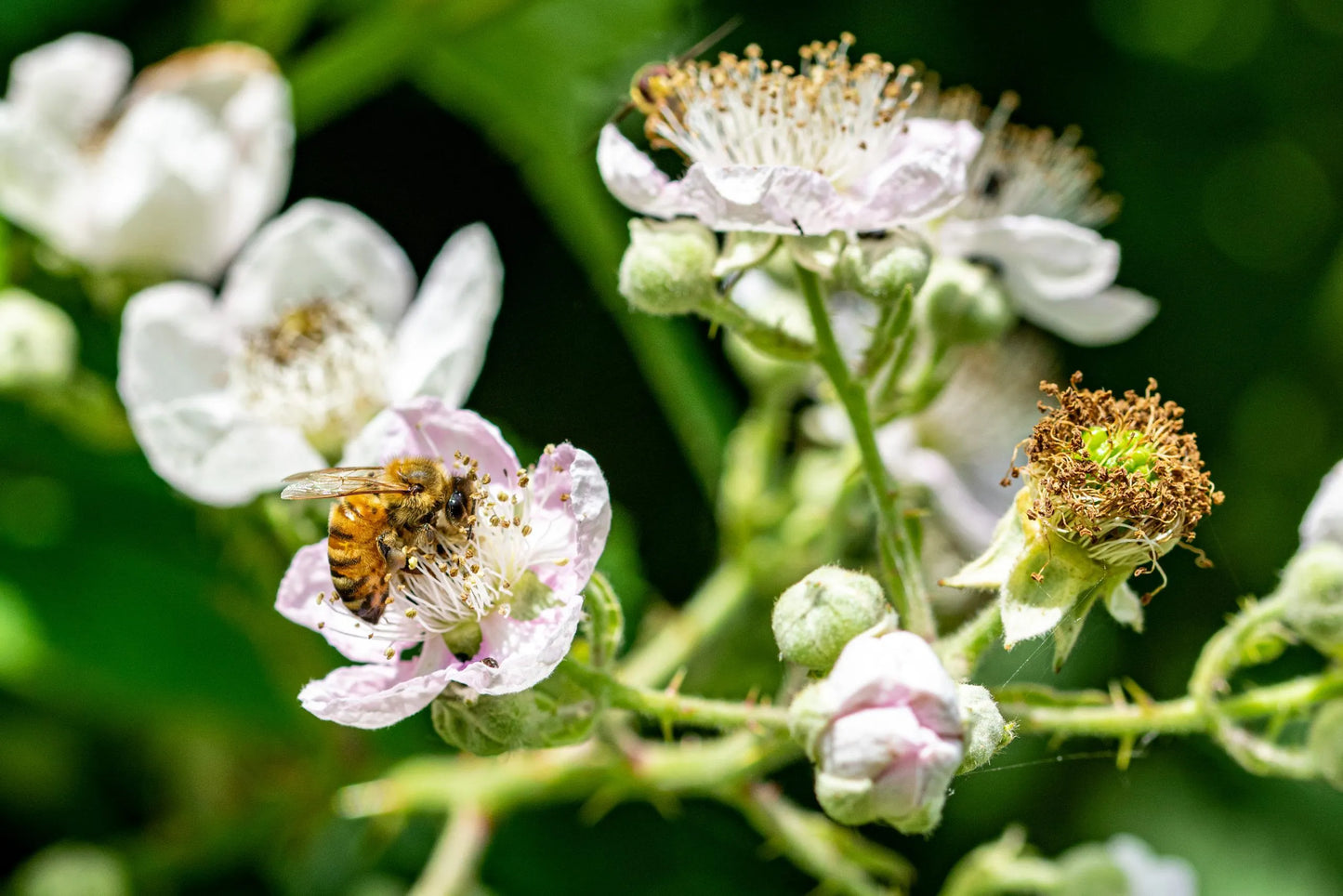 PNW Raw Honey ~Blackberry